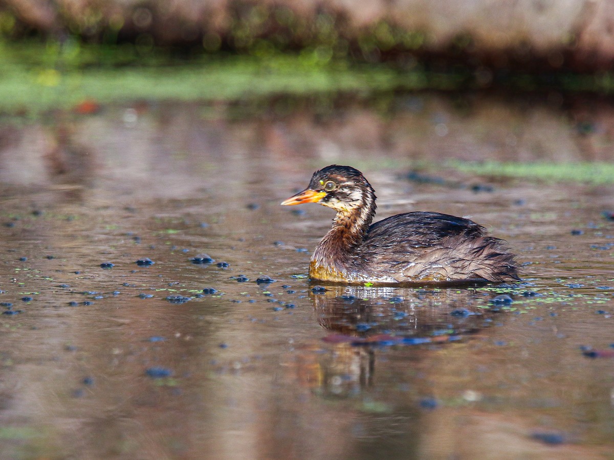 Little Grebe - ML647008411