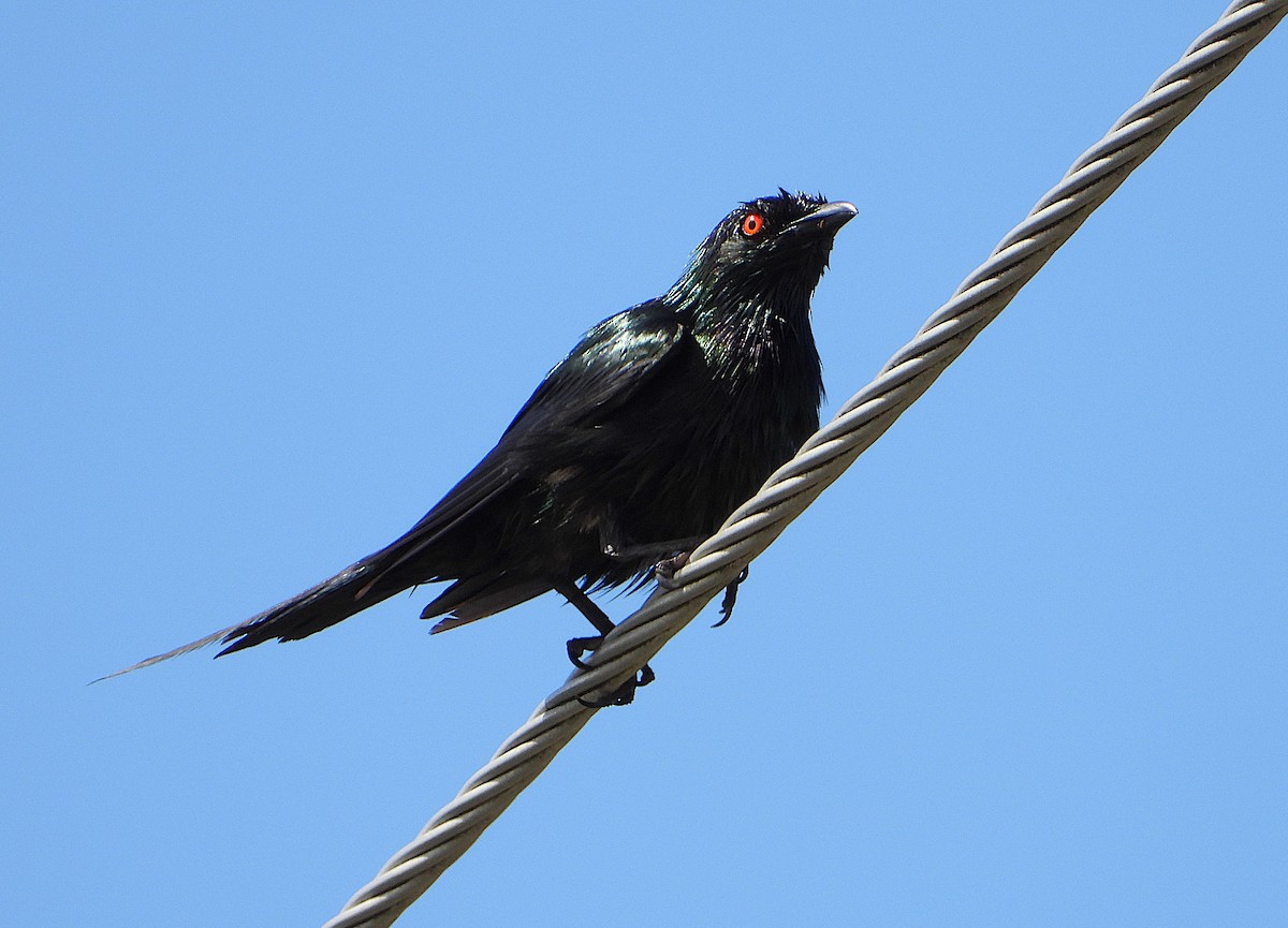 Metallic Starling - ML647008416