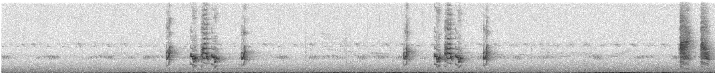 Trauerdrongo - ML647008417