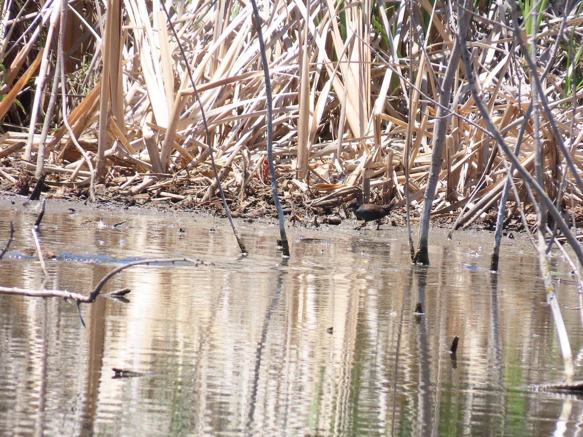 Südsee-Sumpfhuhn - ML647008418