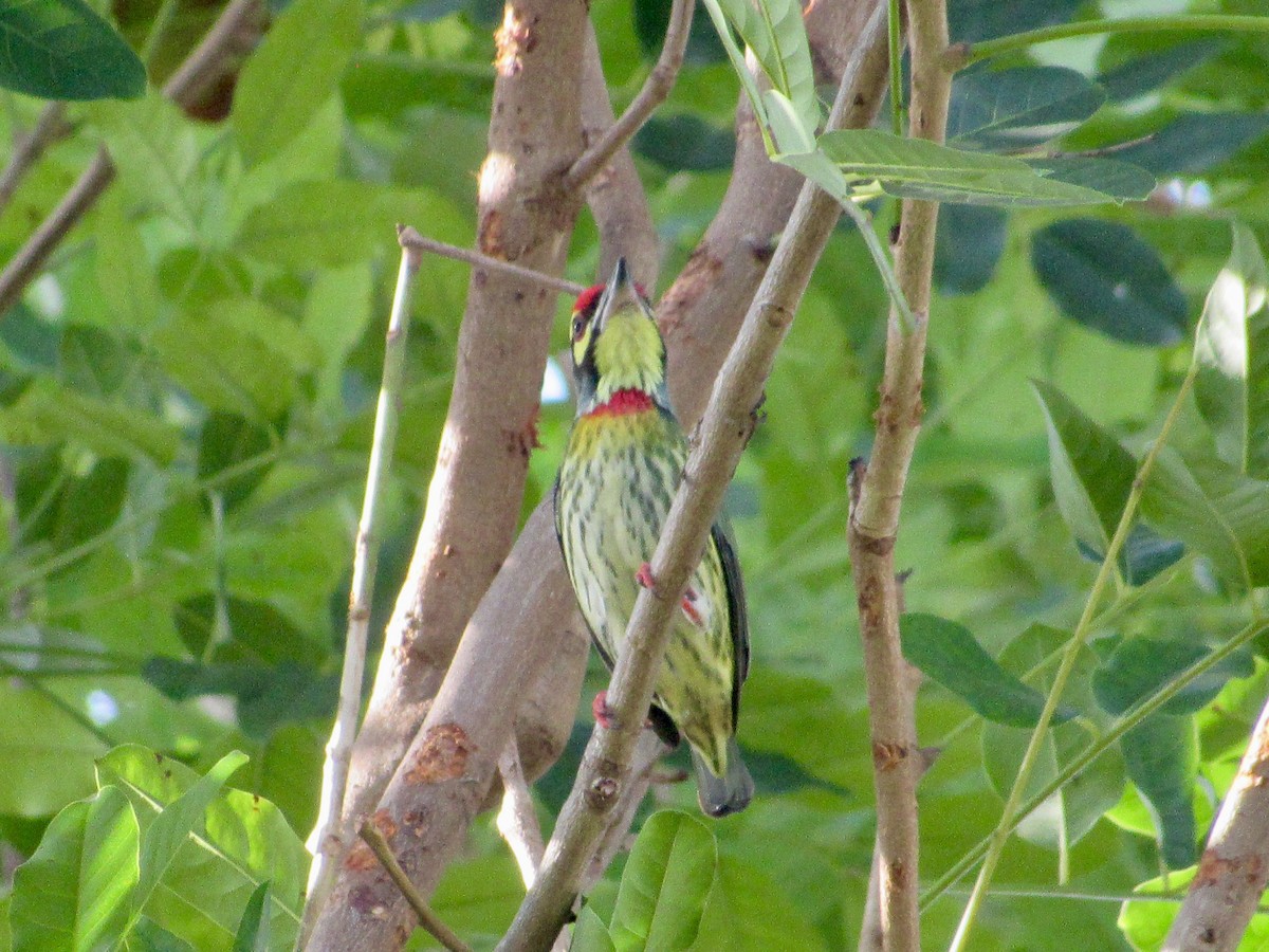 Barbudo Calderero - ML647008419