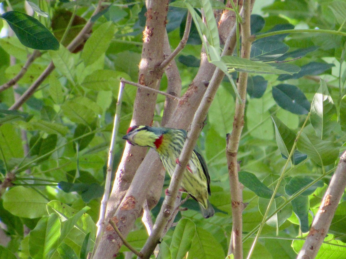 Barbudo Calderero - ML647008420
