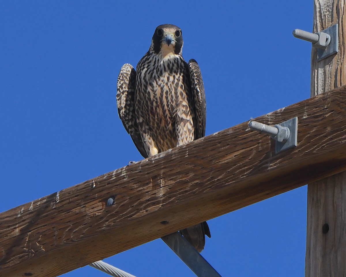 sokol stěhovavý - ML647008423