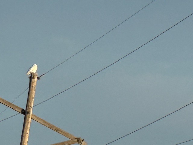 Snowy Owl - ML647008429
