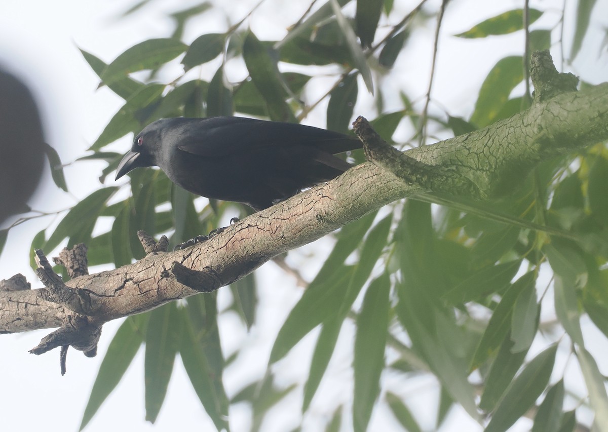 Piapiac - ML647008430