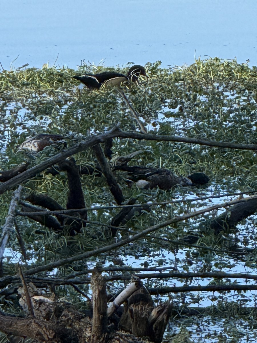 Wood Duck - ML647008431