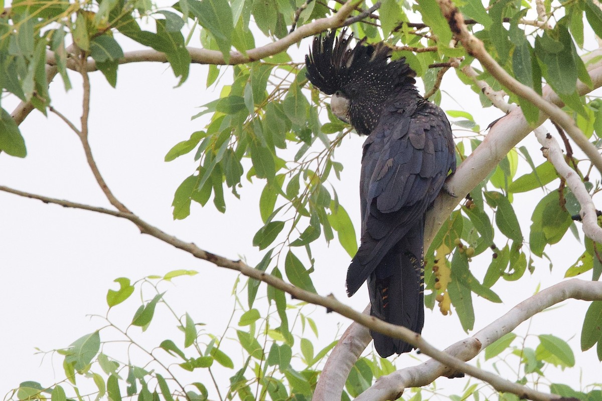 kakadu havraní - ML647008433