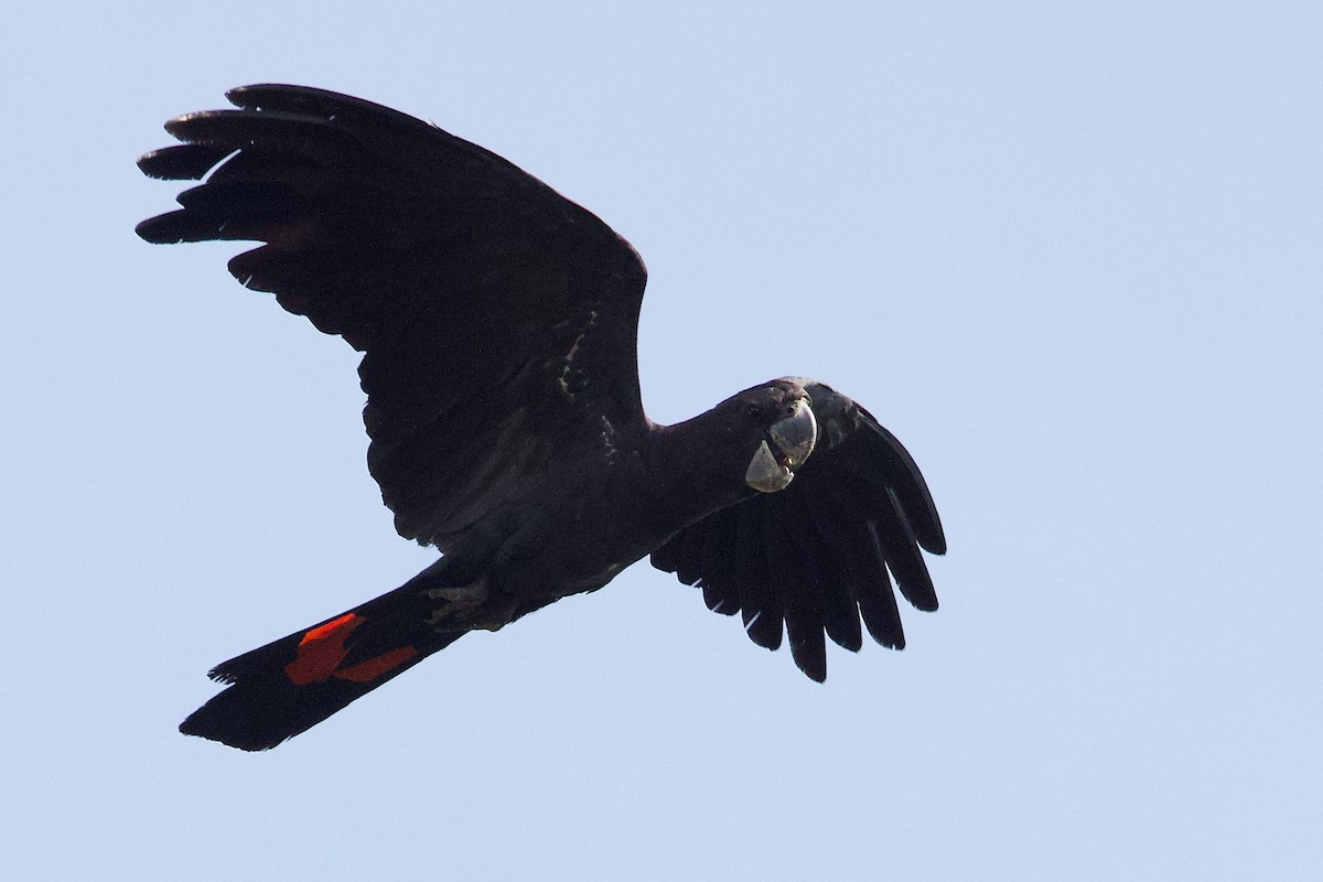 kakadu havraní - ML647008434