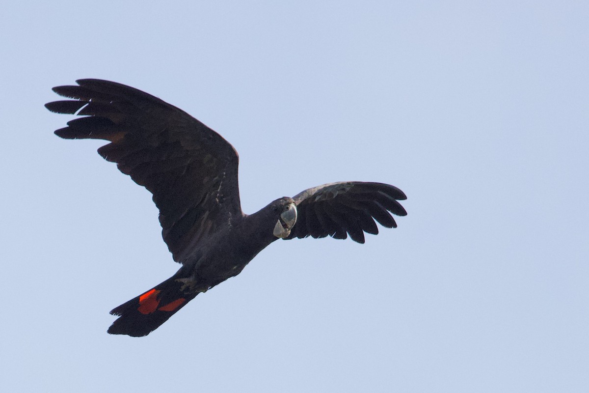 kakadu havraní - ML647008435