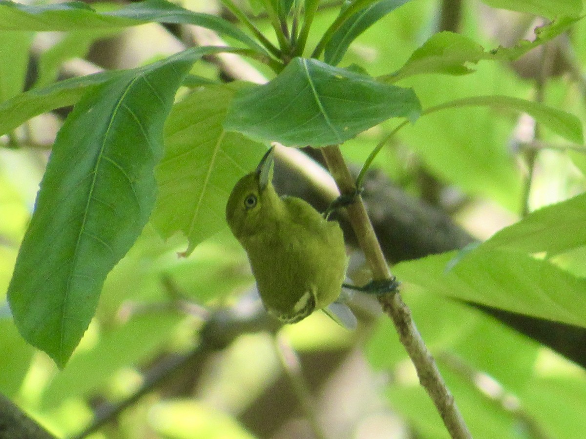 parkløvfugl - ML647008436