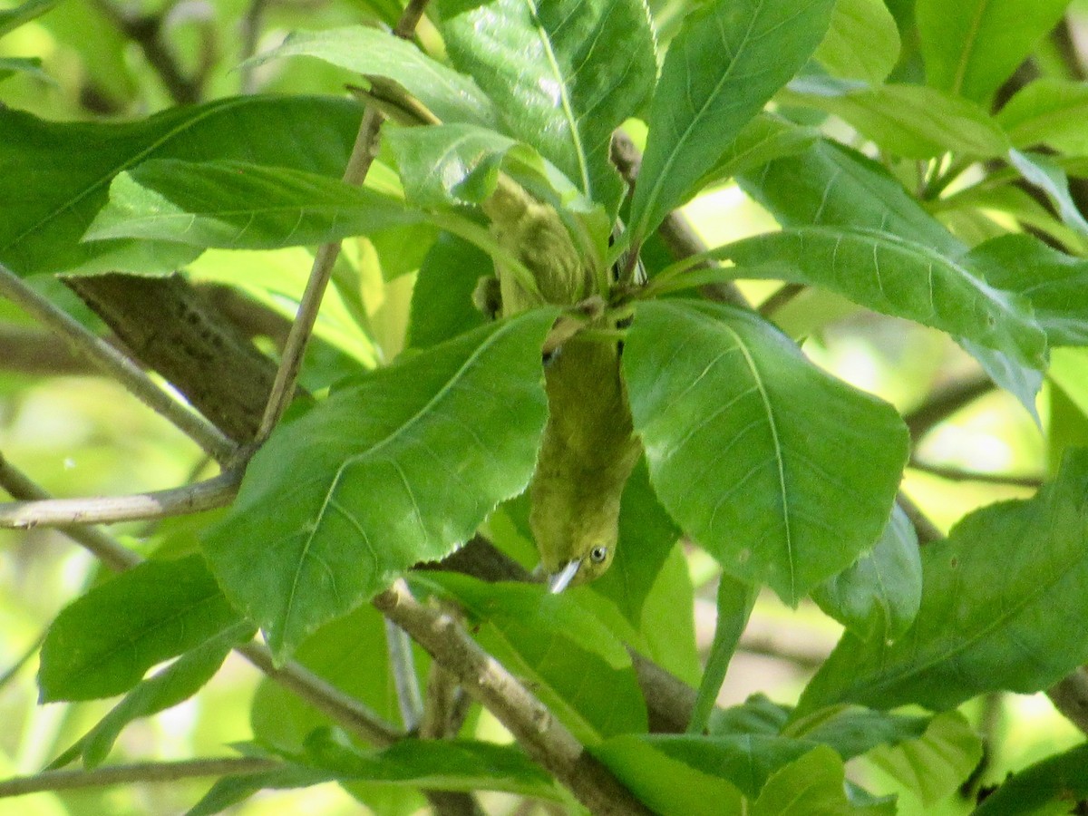 parkløvfugl - ML647008437