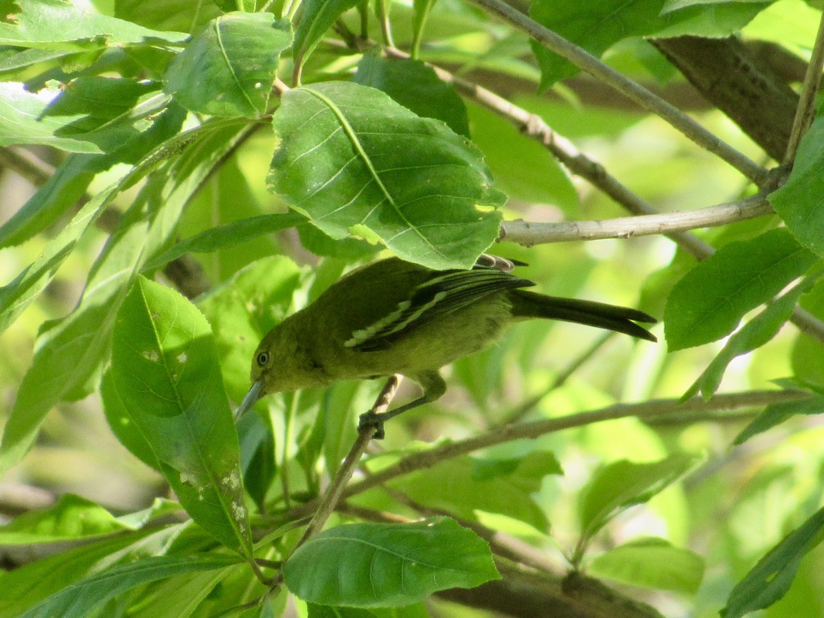 parkløvfugl - ML647008438