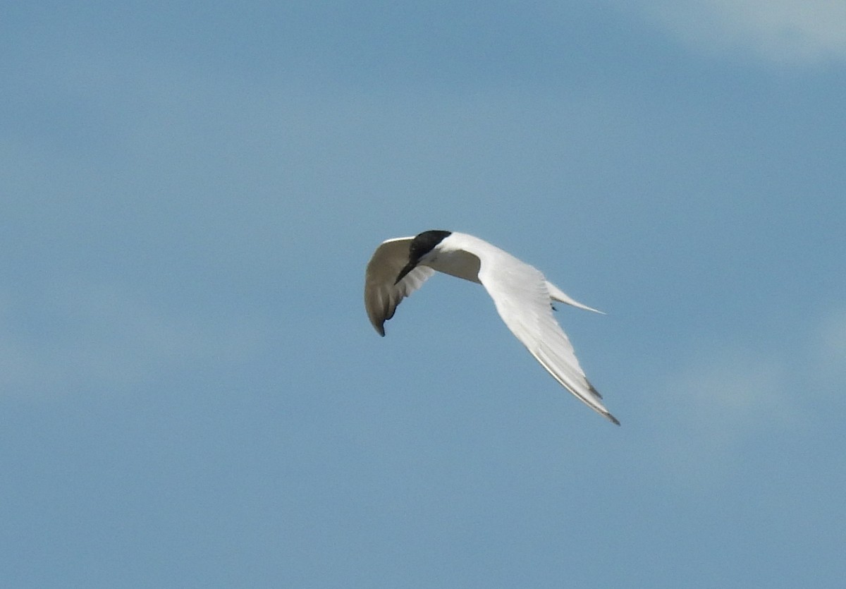 Australian Tern - ML647008443