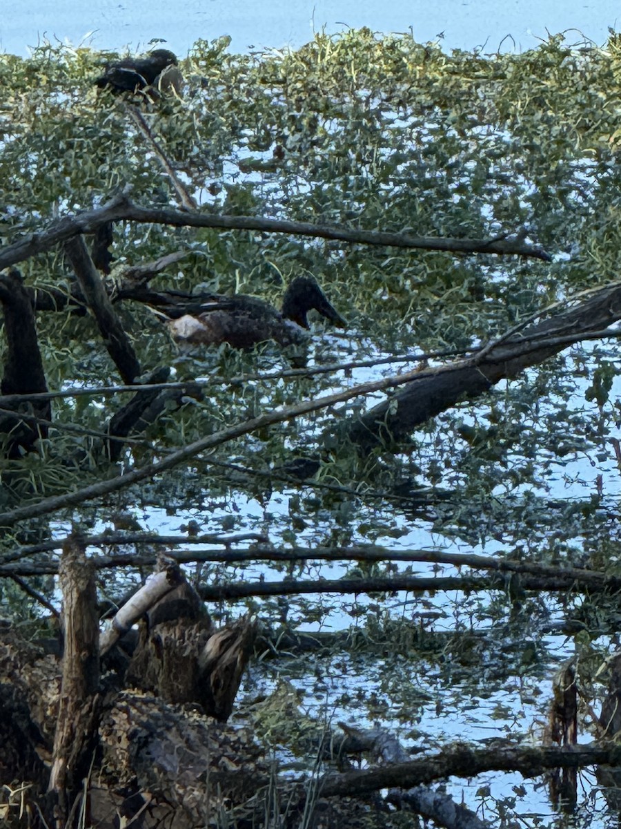 Northern Shoveler - ML647008445