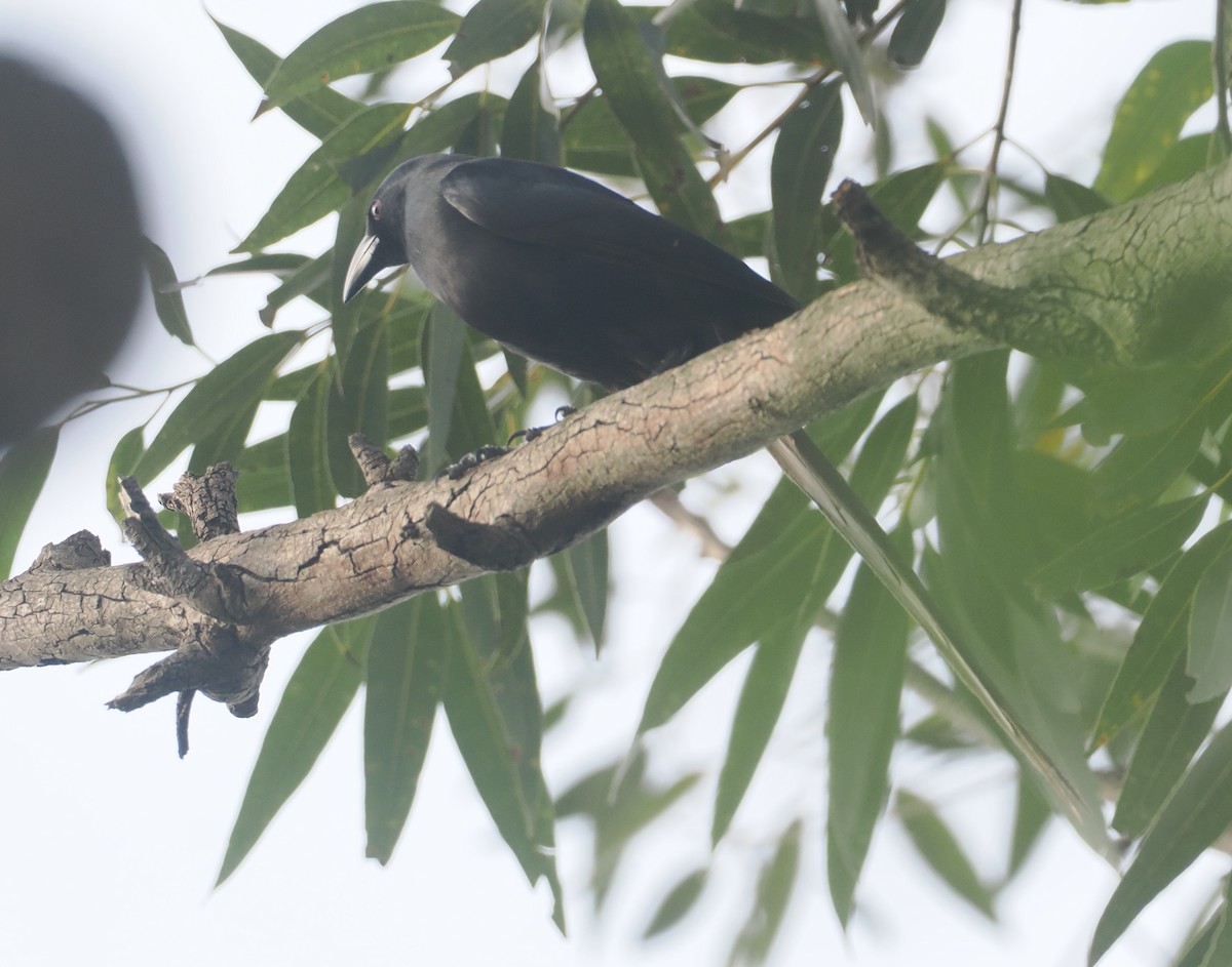 Piapiac - ML647008447