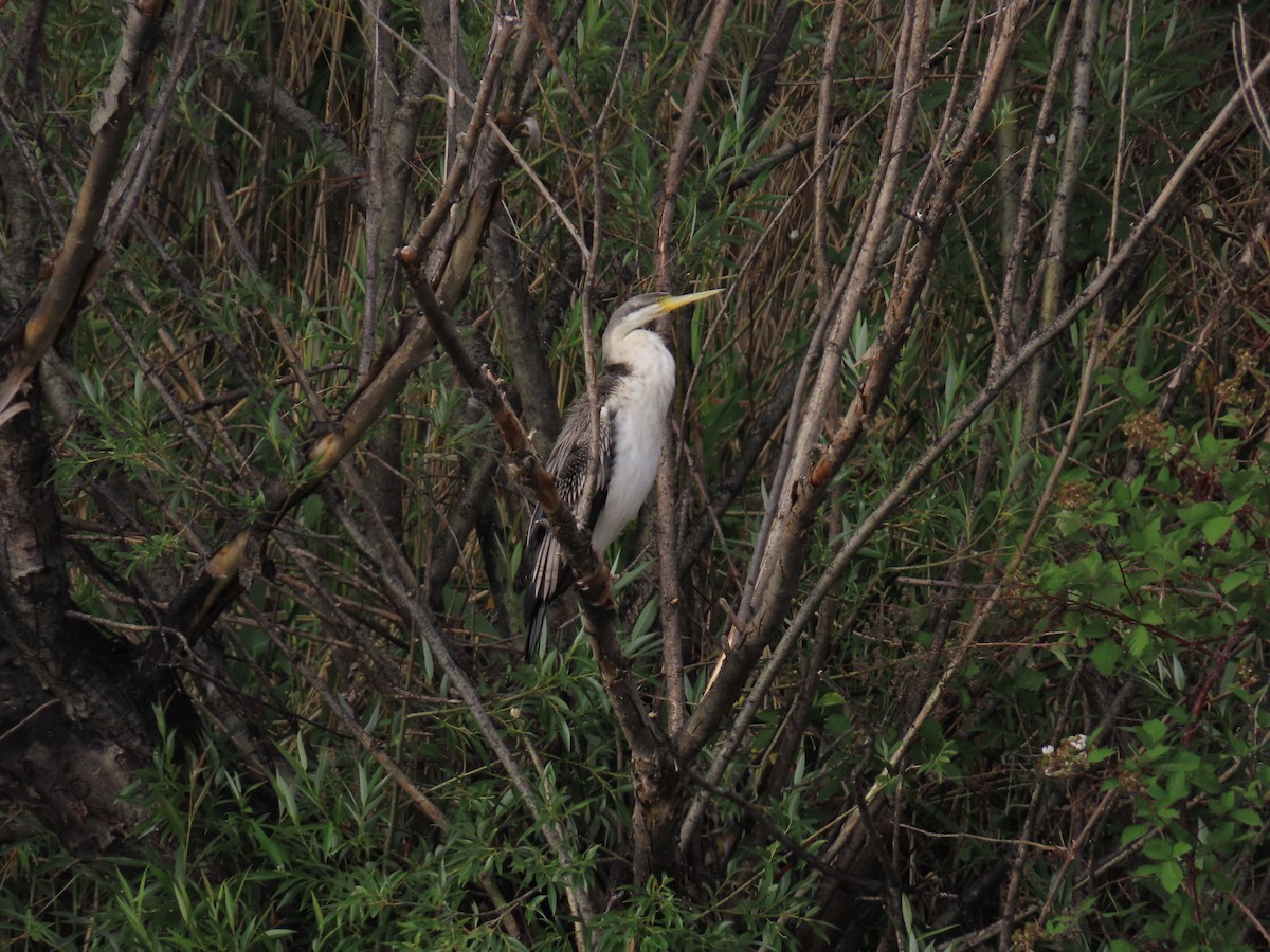Austral-Schlangenhalsvogel - ML647008448