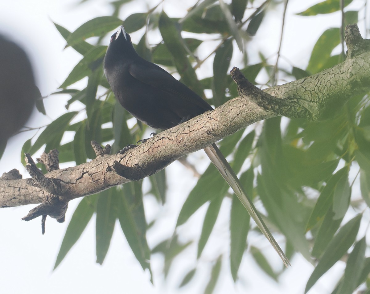 Piapiac - ML647008449