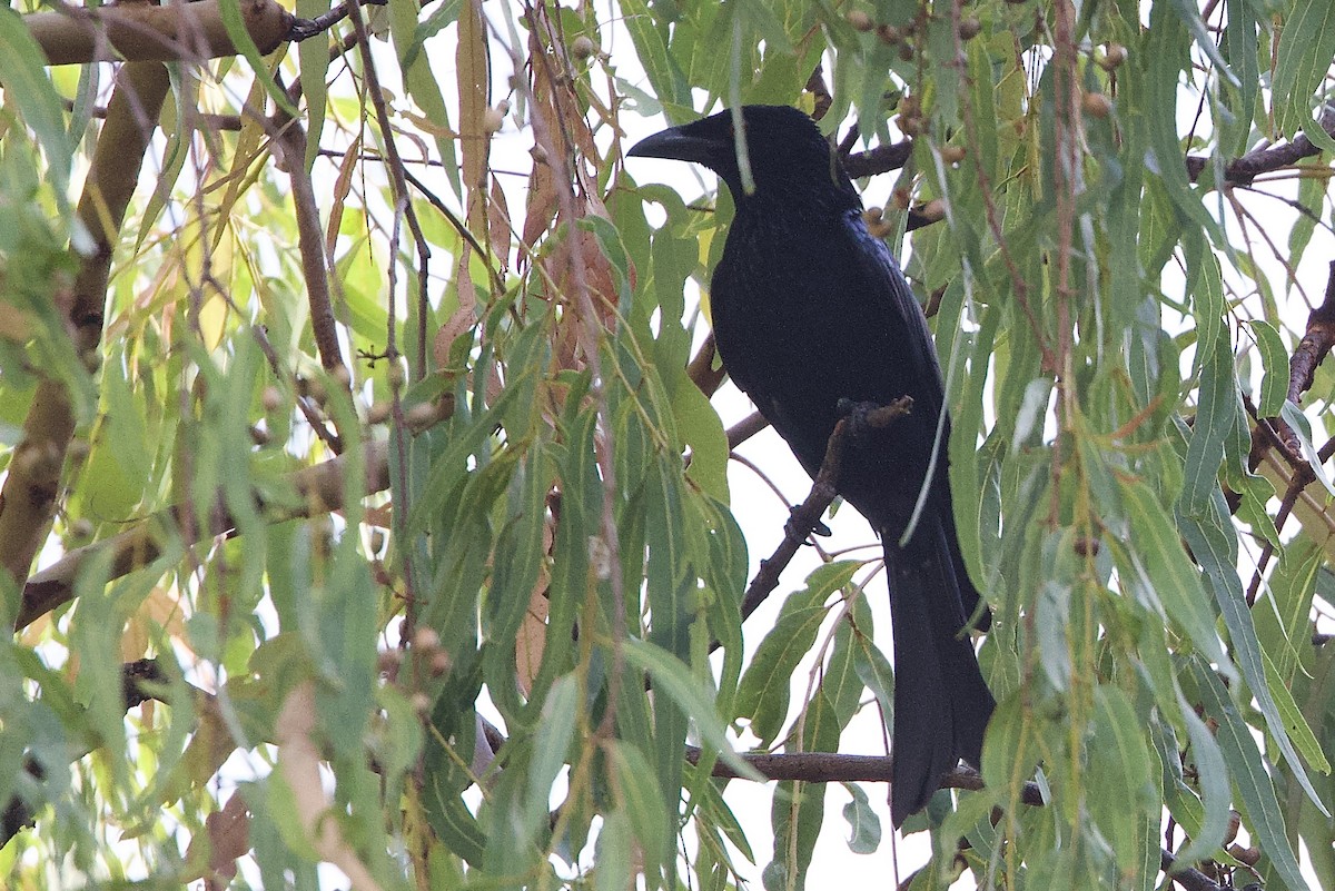 Spangled Drongo - ML647008450