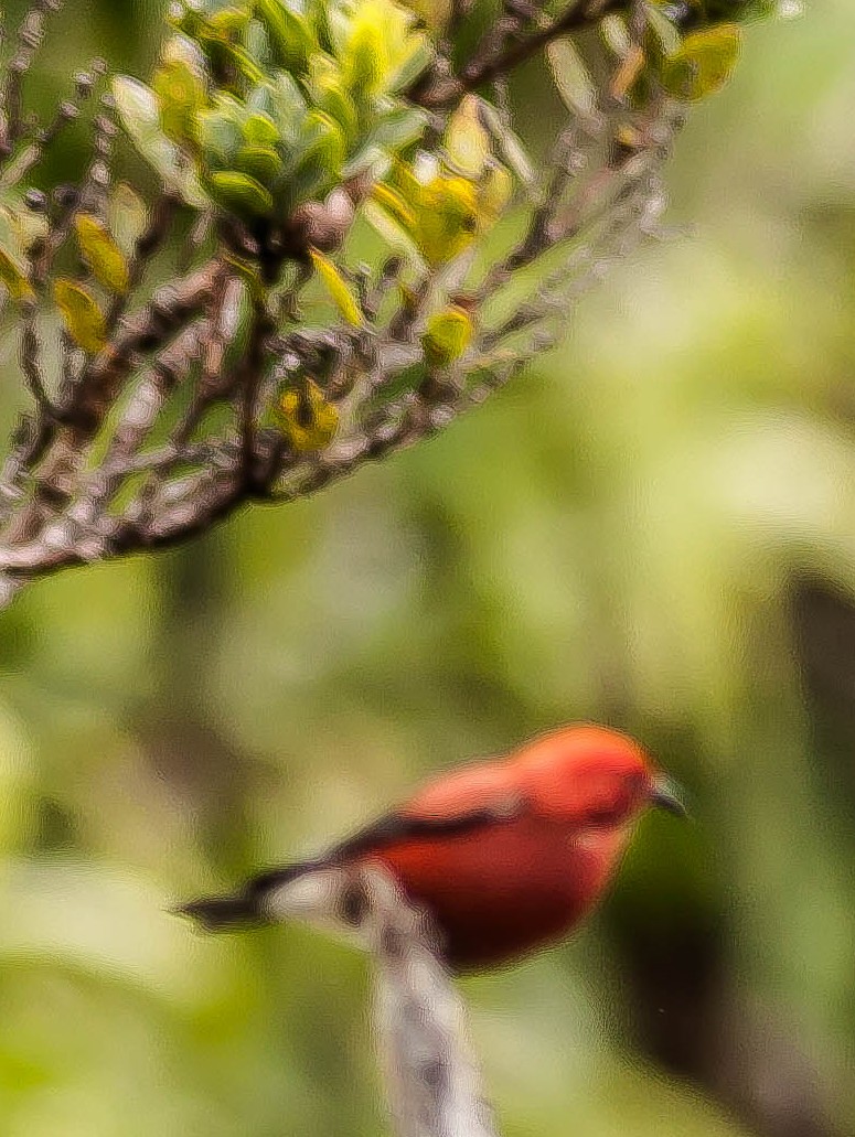 Apapanesi - ML647008458