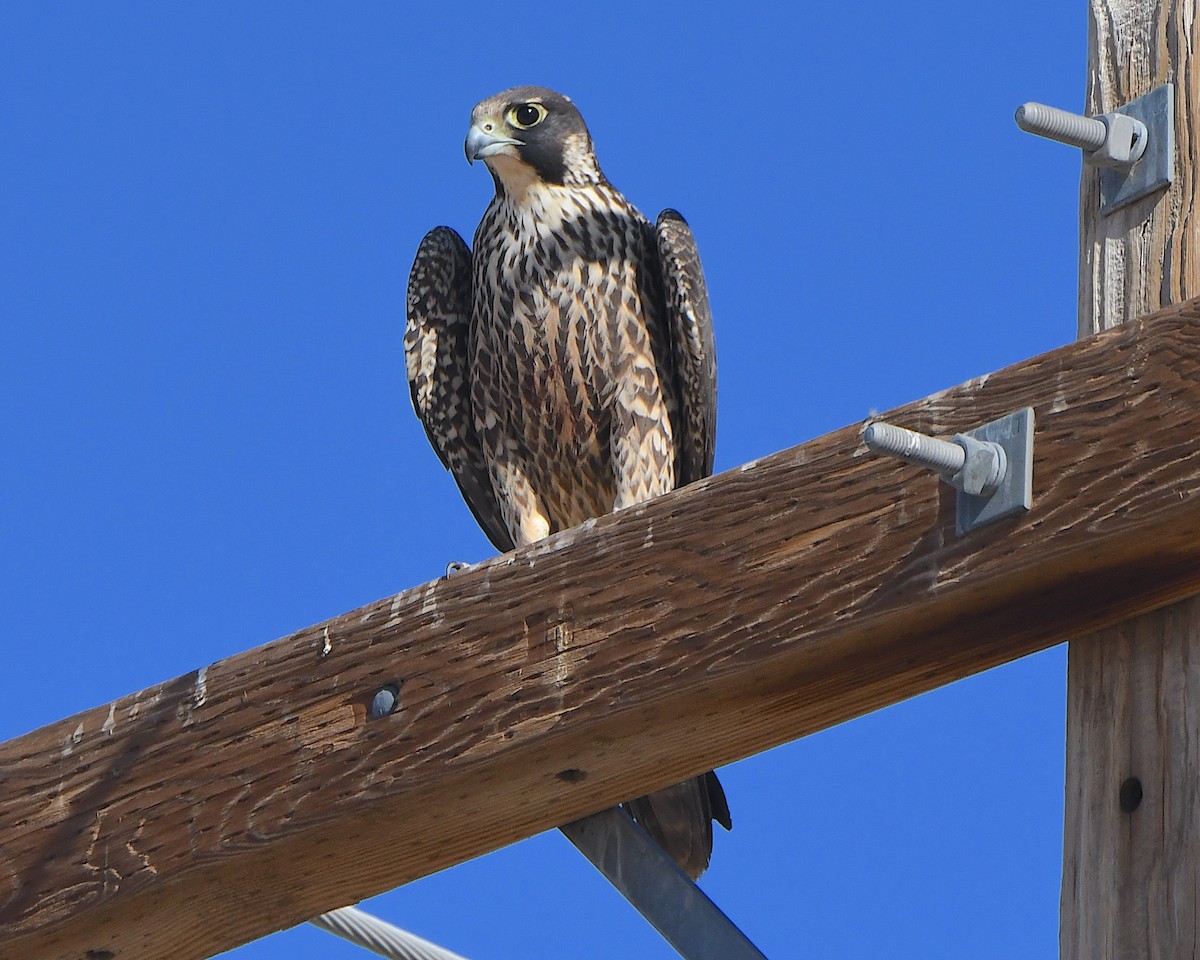 sokol stěhovavý - ML647008462