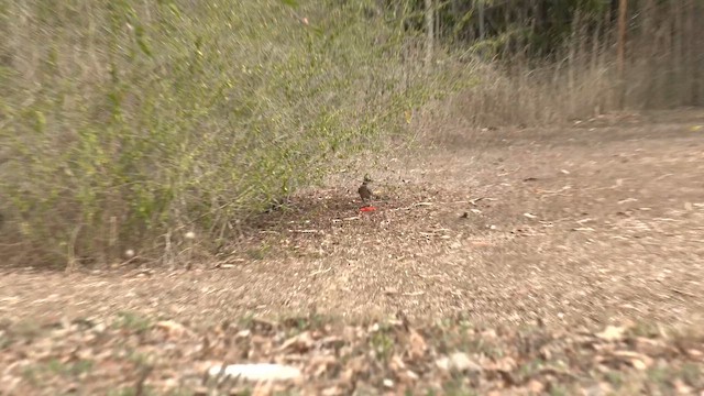 Great Bowerbird - ML647008463