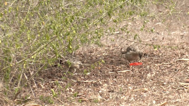 Great Bowerbird - ML647008466