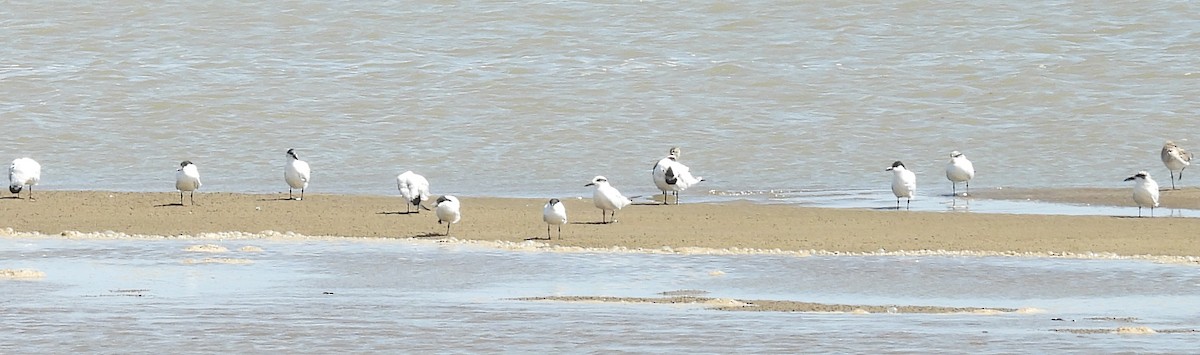 Australian Tern - ML647008469