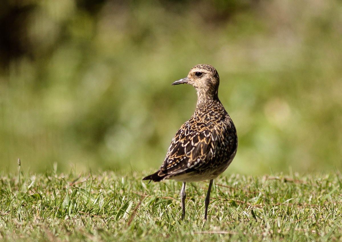 Pacific Golden-Plover - ML647008471