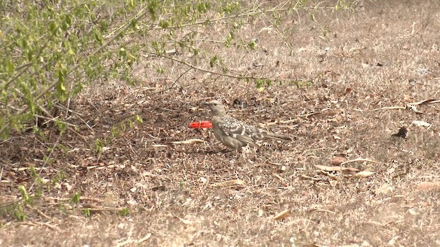 Great Bowerbird - ML647008472