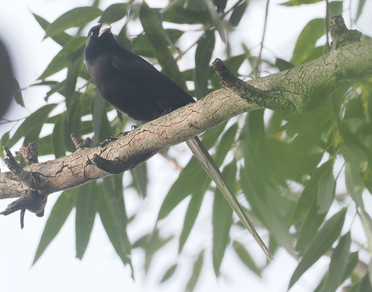 Piapiac - ML647008475