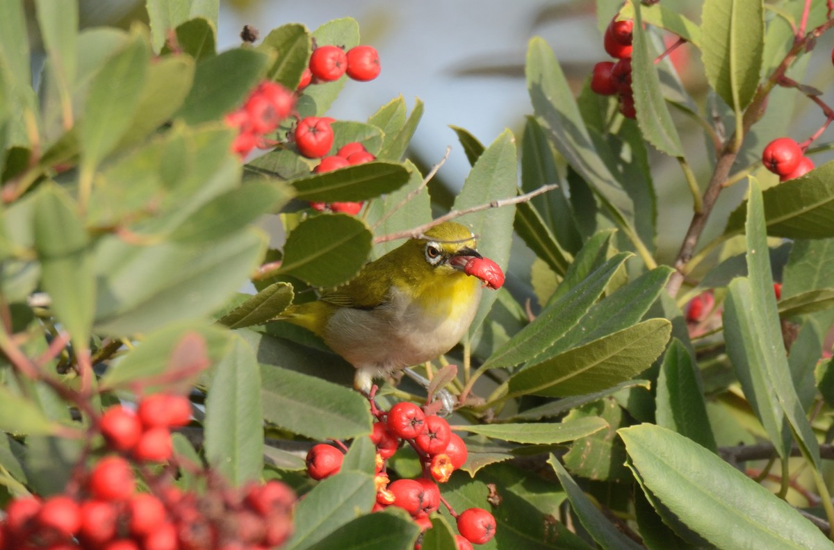 Swinhoe's White-eye - ML647008476