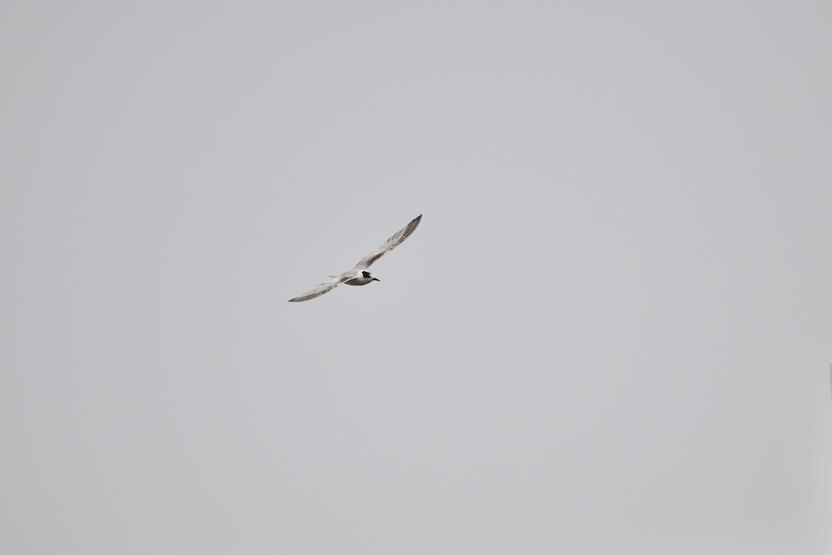 Common Tern - ML647008479