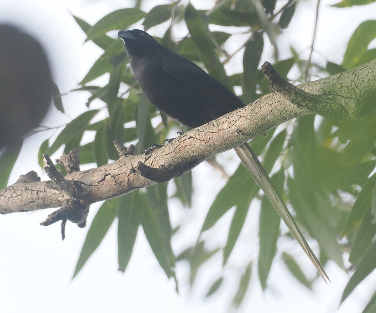 Piapiac - ML647008483