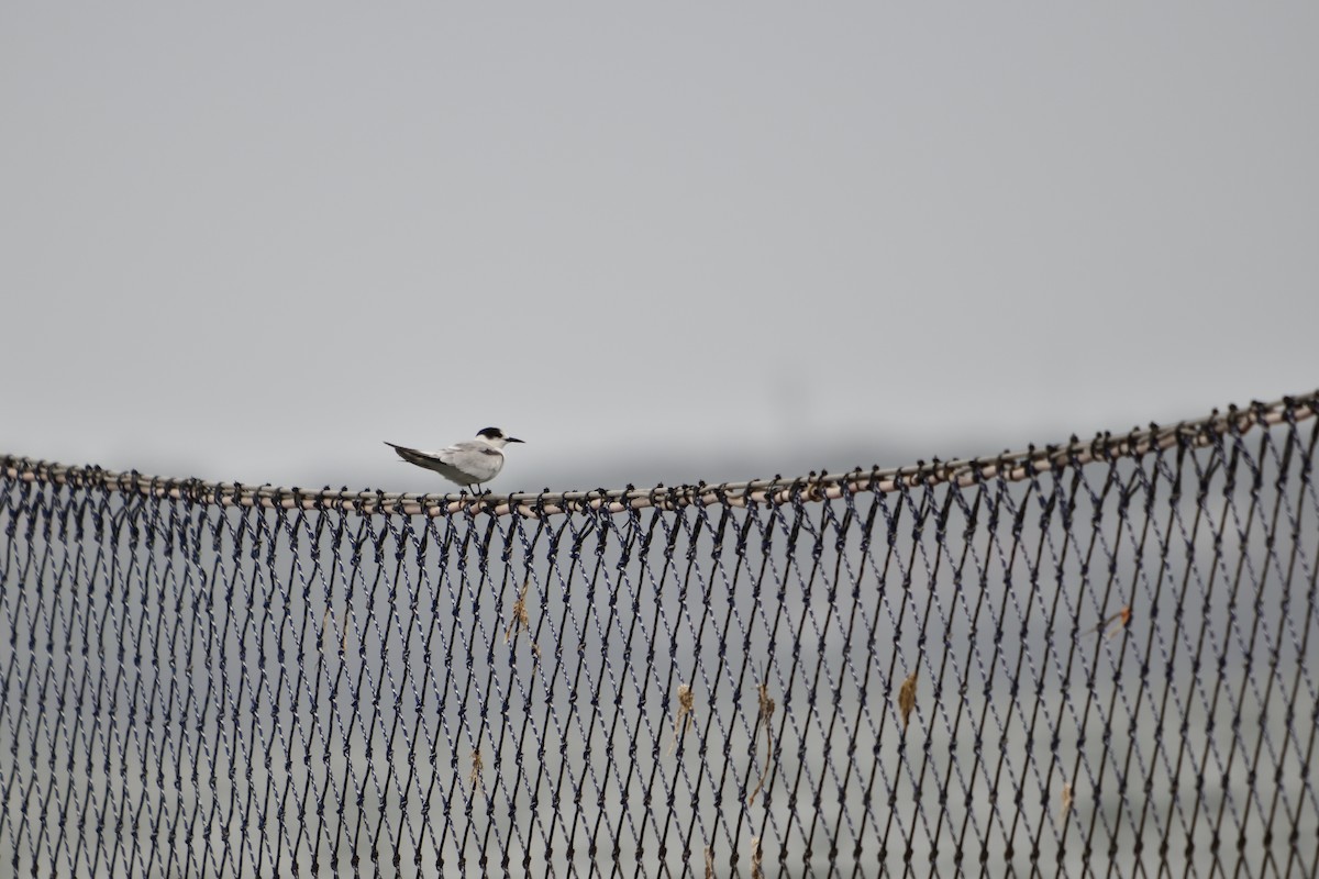Common Tern - ML647008485