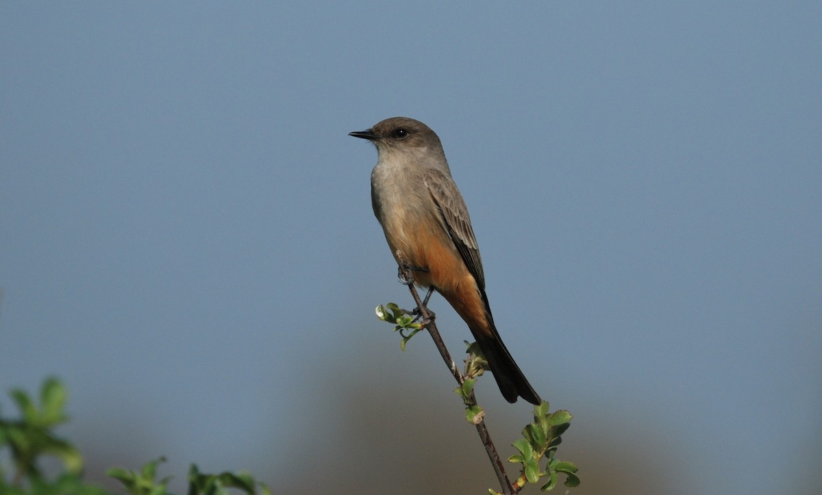 Say's Phoebe - ML647008490
