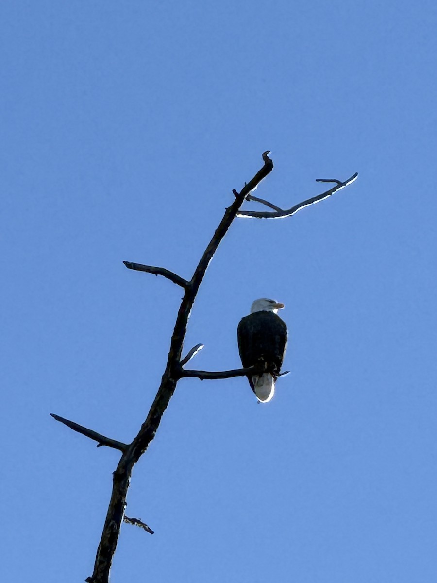 Bald Eagle - ML647008491