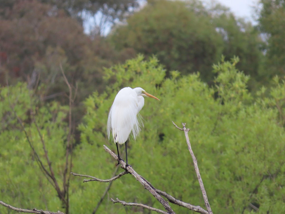 Silberreiher - ML647008492