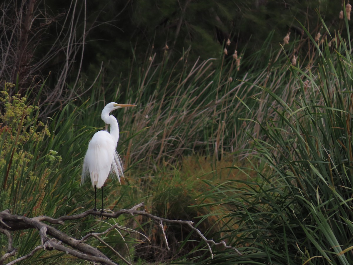 Silberreiher - ML647008493