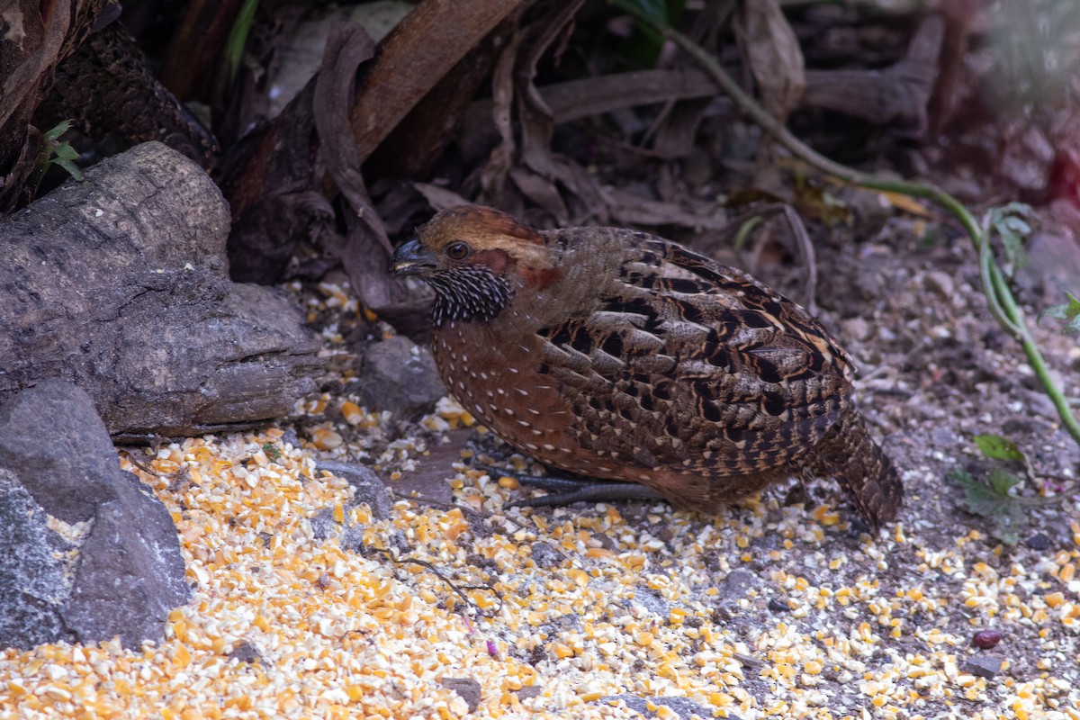 Spotted Wood-Quail - ML647008494