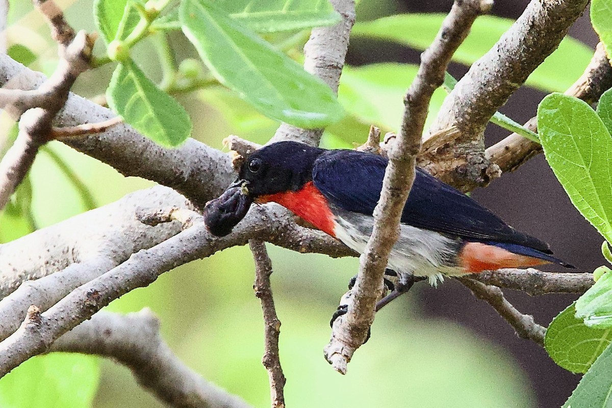 Mistletoebird - ML647008495