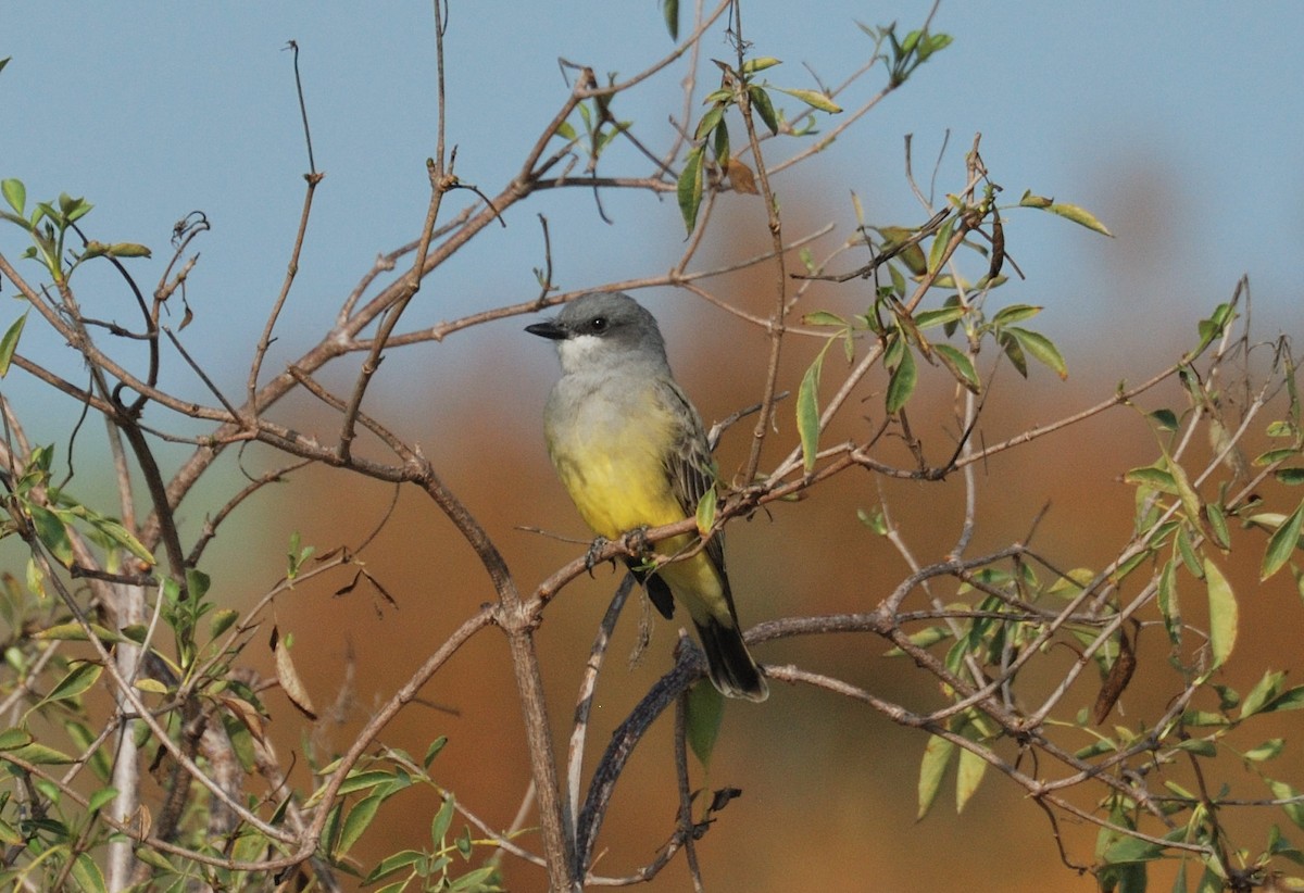 Cassin's Kingbird - ML647008496