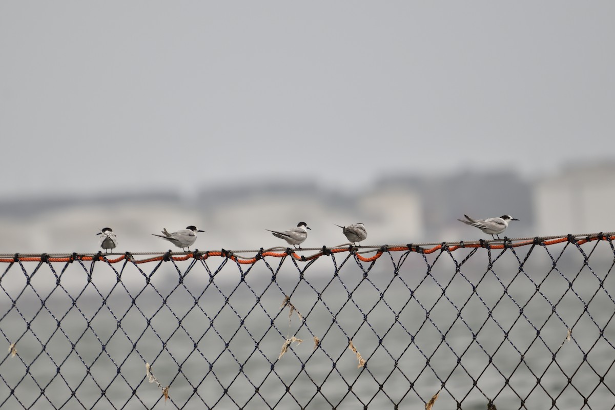 Common Tern - ML647008497
