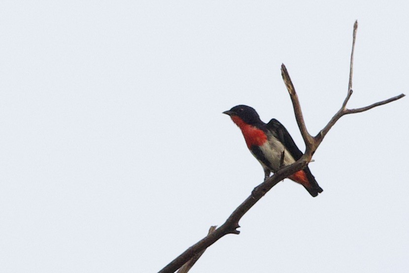 Mistletoebird - ML647008498
