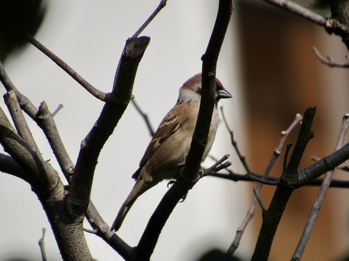 Eurasian Tree Sparrow - ML647008501
