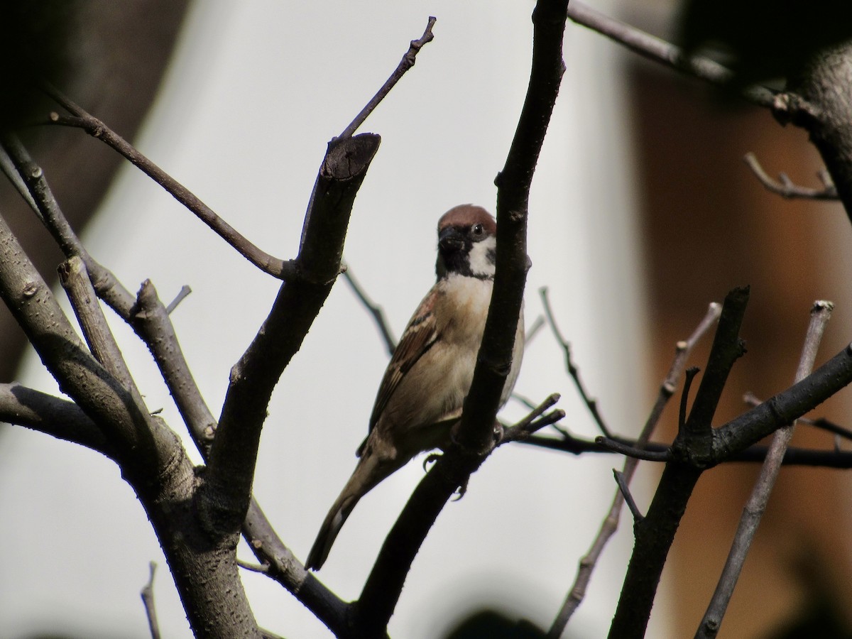 Eurasian Tree Sparrow - ML647008502