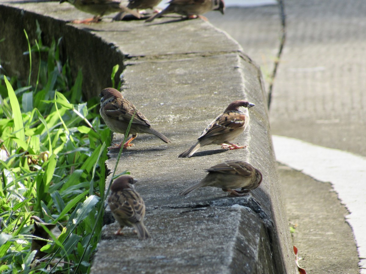 Eurasian Tree Sparrow - ML647008503