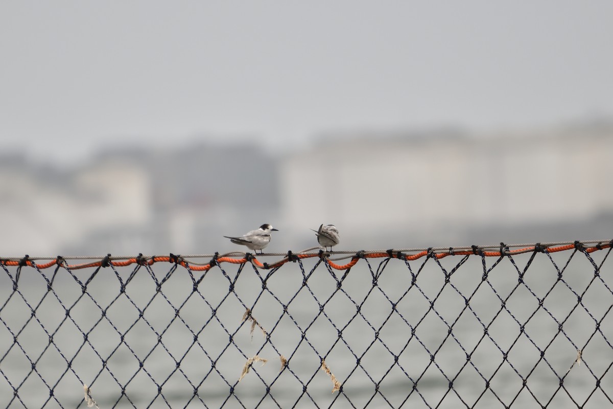 Common Tern - ML647008504