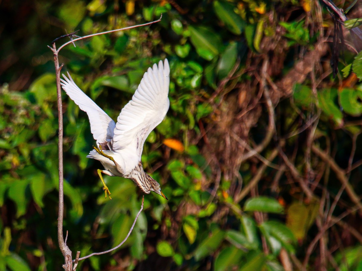 pond-heron sp. - ML647008506