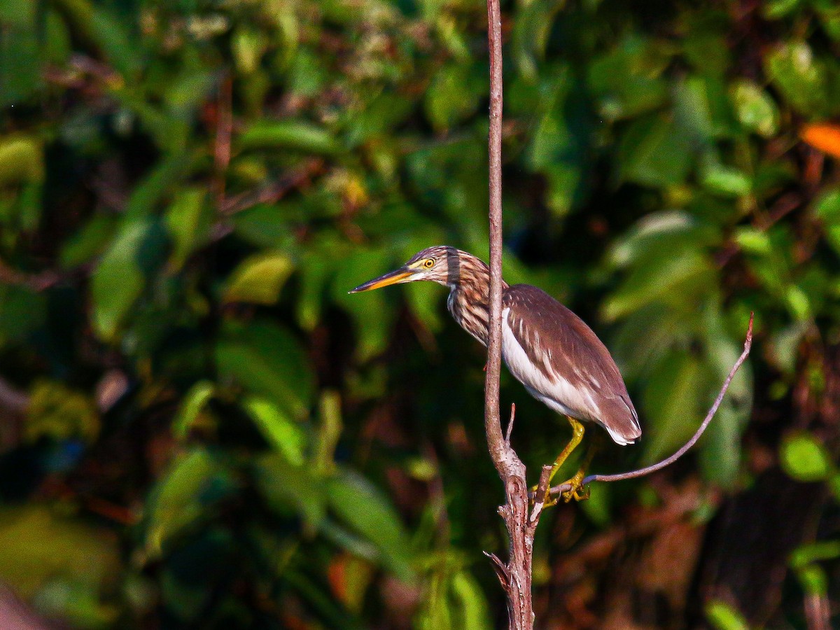 pond-heron sp. - ML647008507