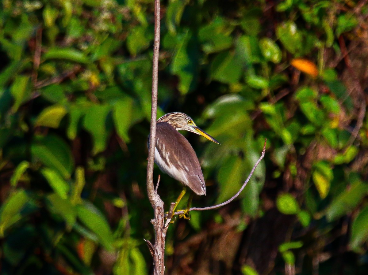 pond-heron sp. - ML647008508